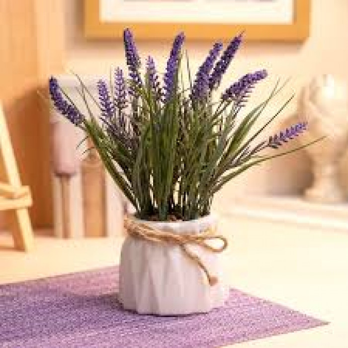 Лаванда в Шалкаре