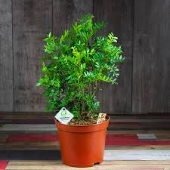 Маленькое дерево писташ