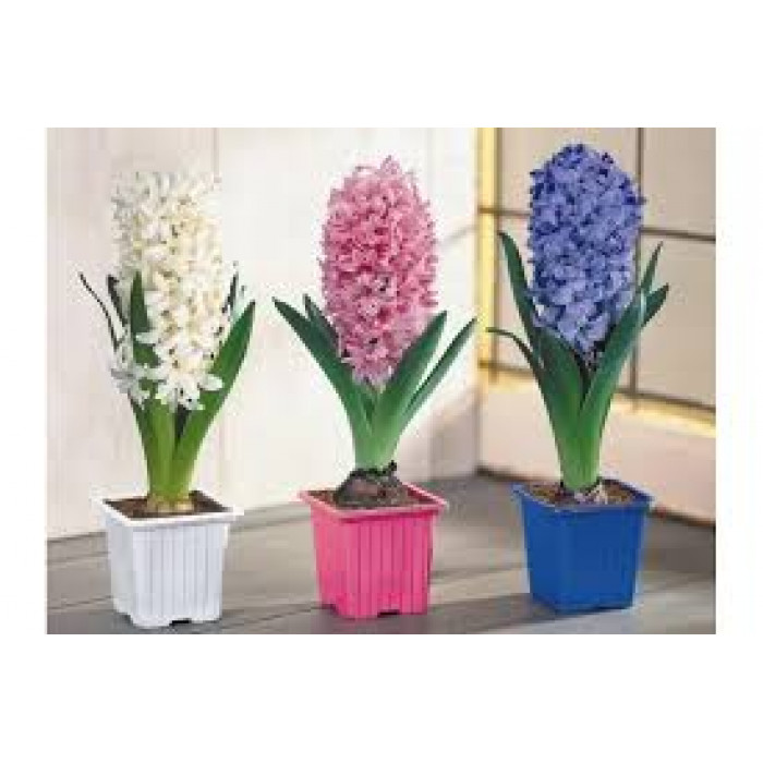 Гиацинты в Шалкаре