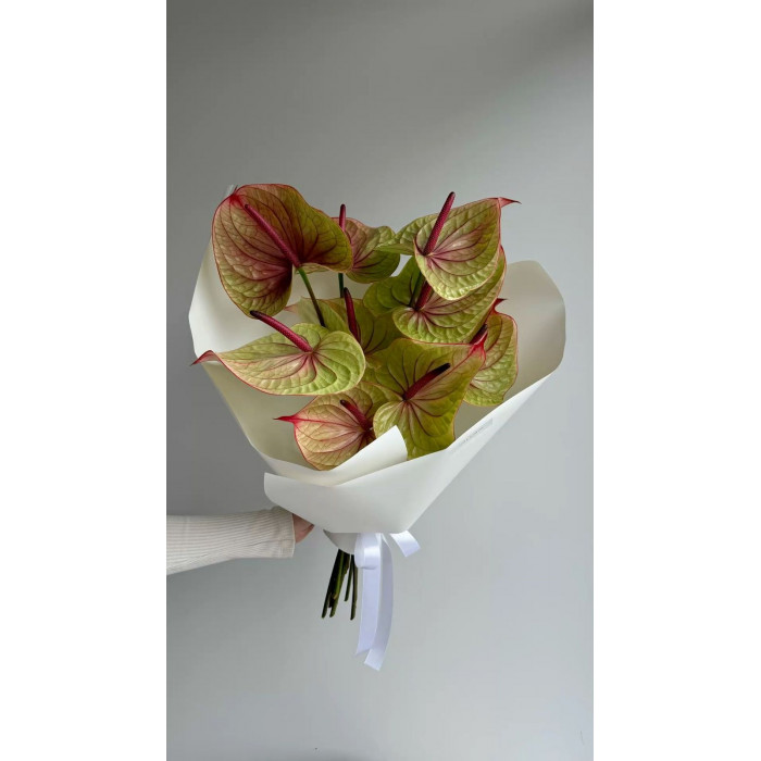 Антуриумы в Шалкаре