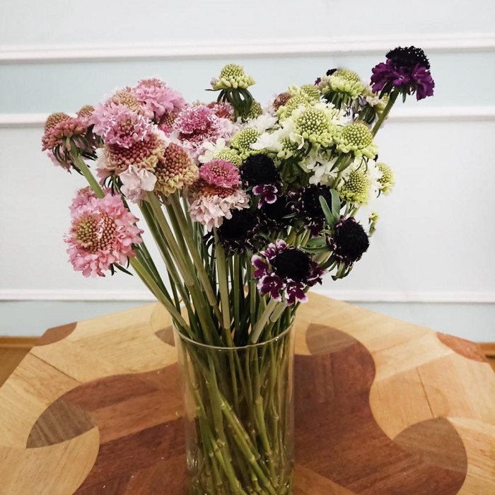 Скобиоза в Шалкаре