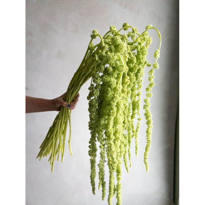 Амарантус в Шалкаре