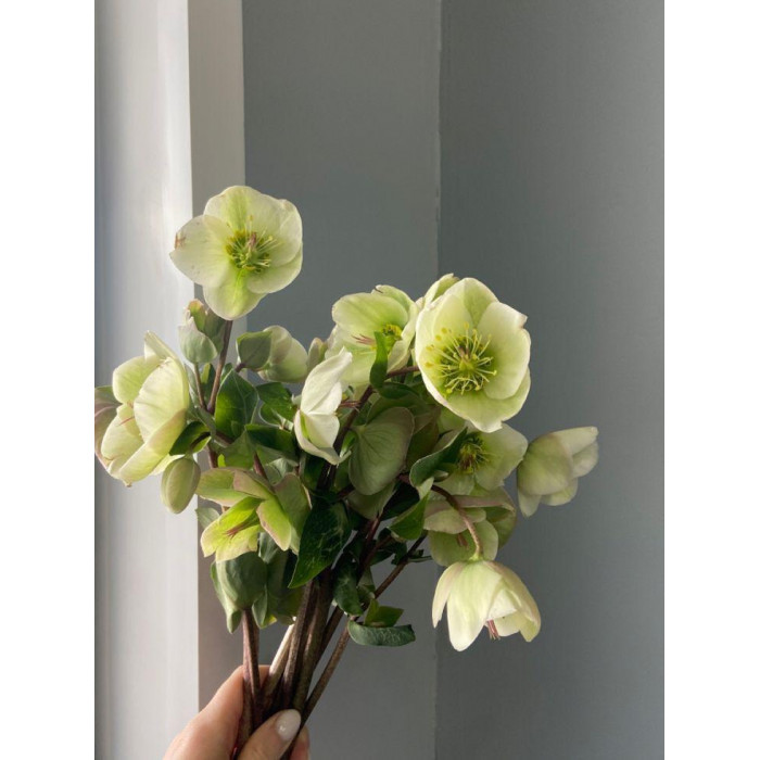 Хелеборус в Шалкаре