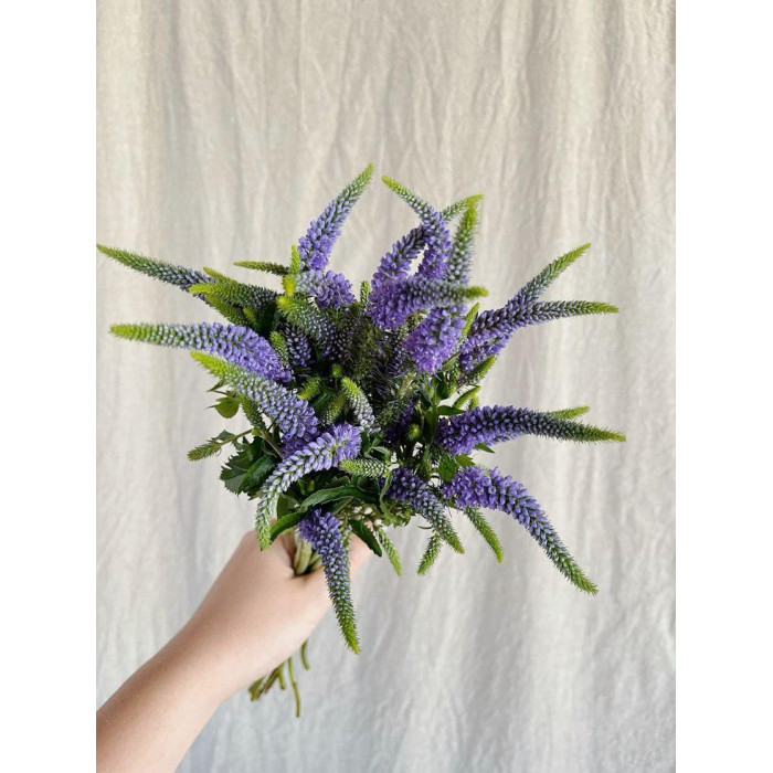 Вероника в Шалкаре