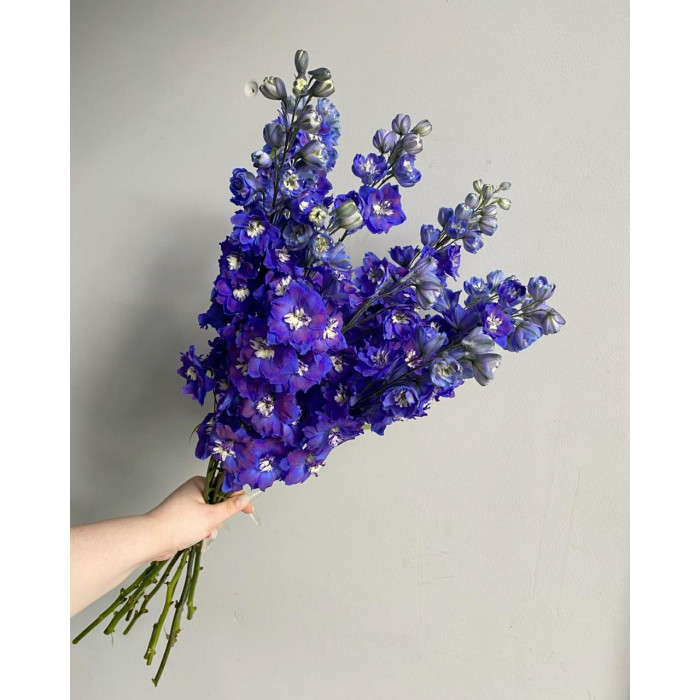 Делфиниум в Шалкаре