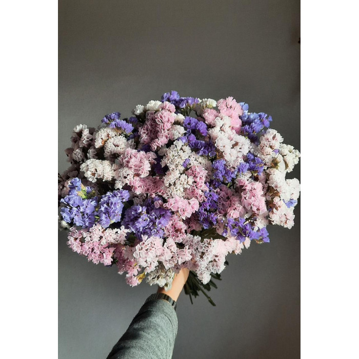 Статица (Лимониум) в Шалкаре