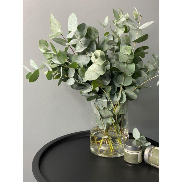 Эвкалипт в Шалкаре