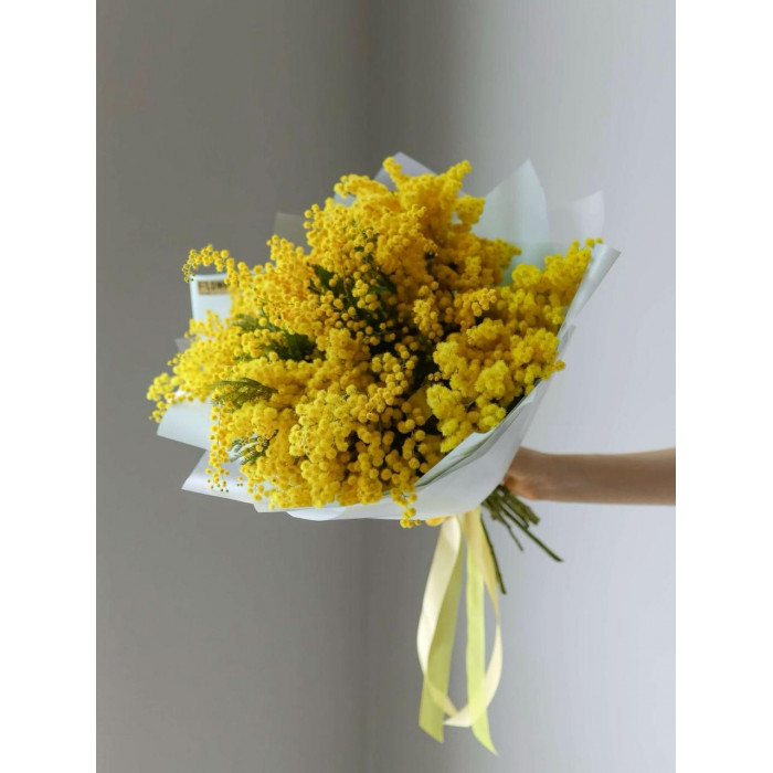 Мимоза в Шалкаре