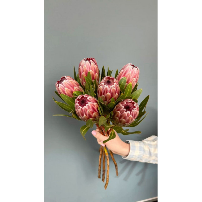 Протея в Шалкаре