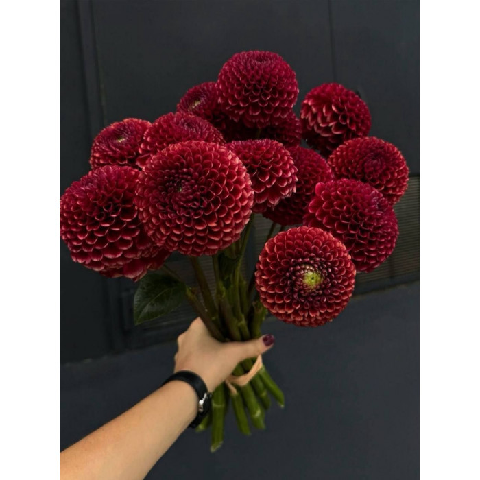 Георгины в Шалкаре