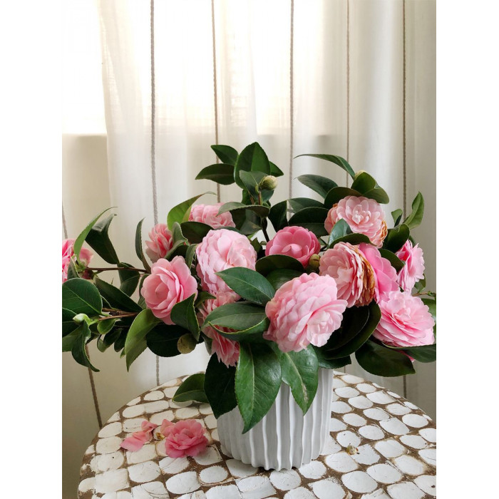 Камелия в Шалкаре