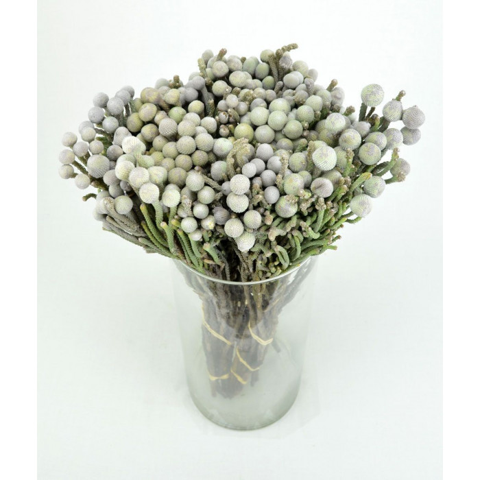 Бруния в Шалкаре