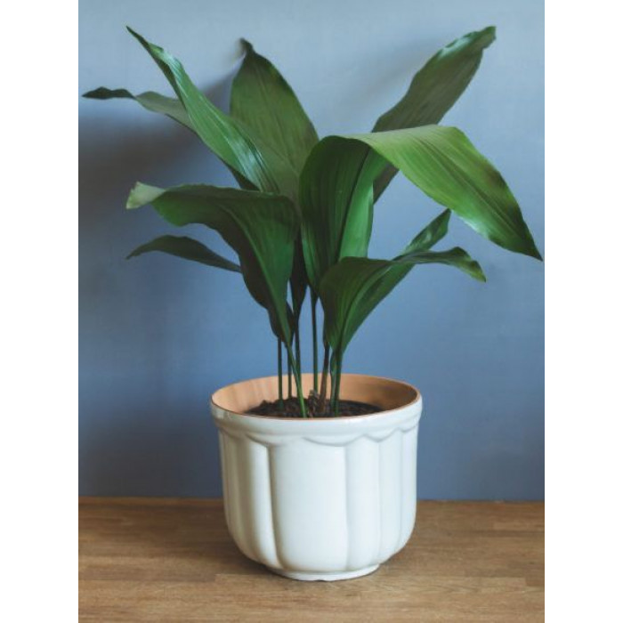 Аспидистра в Шалкаре