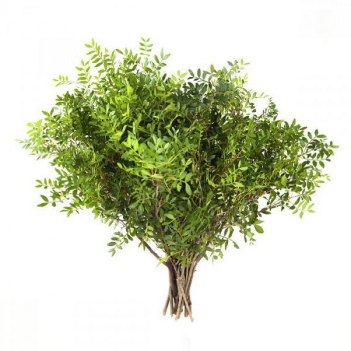 Писташ в Шалкаре