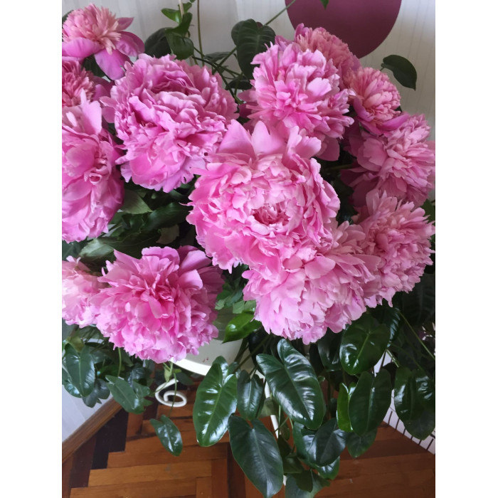 Пион древовидный в Шалкаре