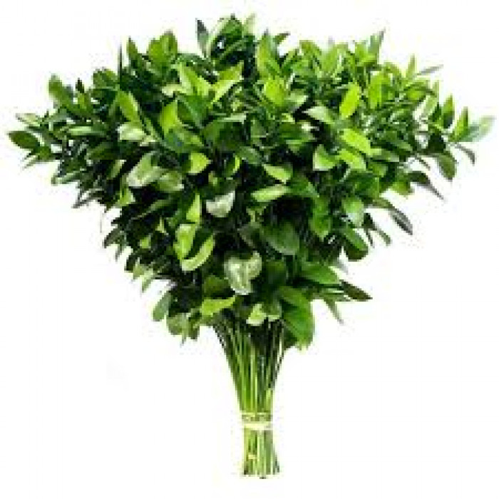 Рускус в Шалкаре