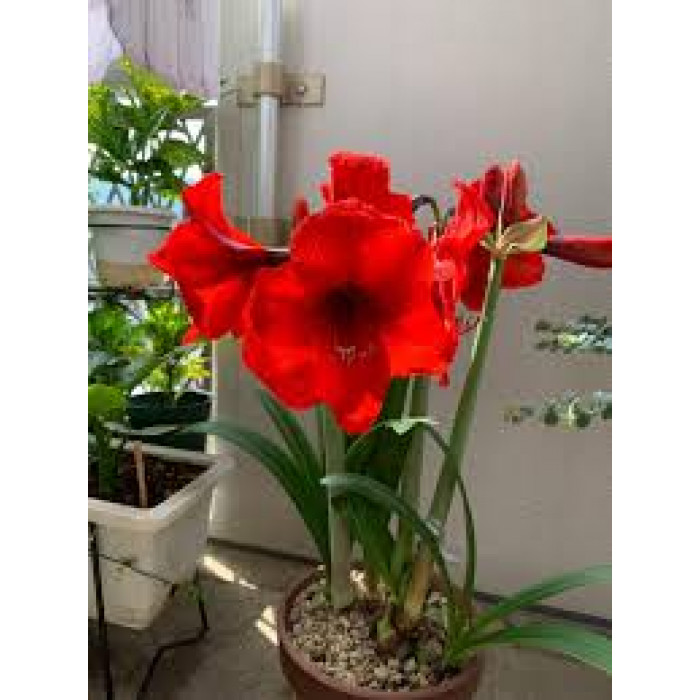 Амариллис в Шалкаре