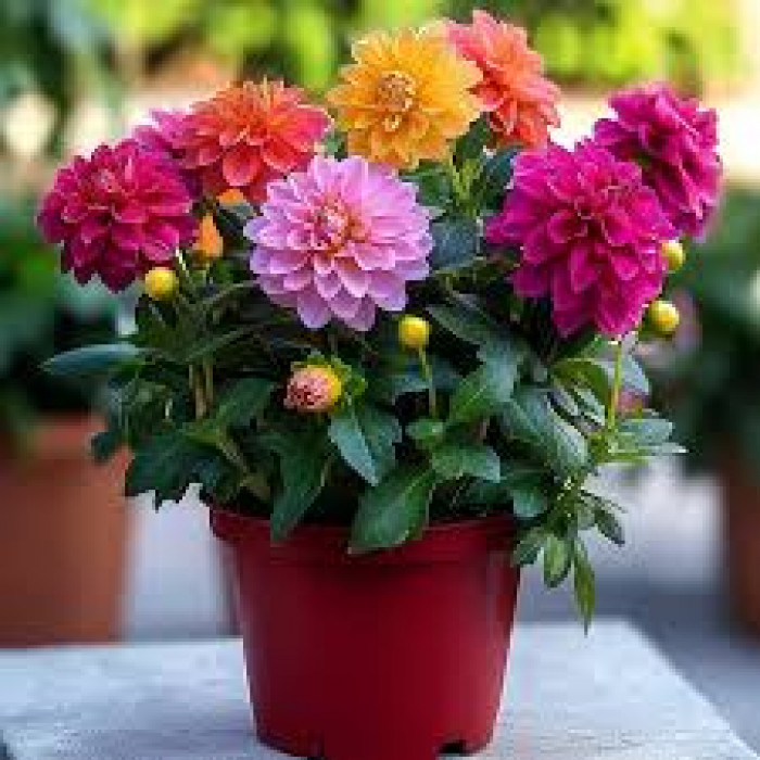 Георгины в Шалкаре