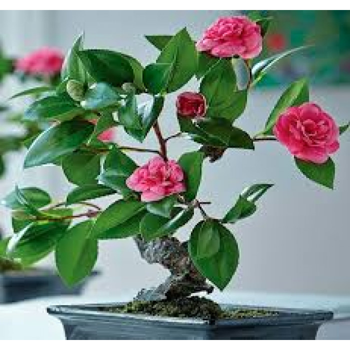 Камелия в Шалкаре