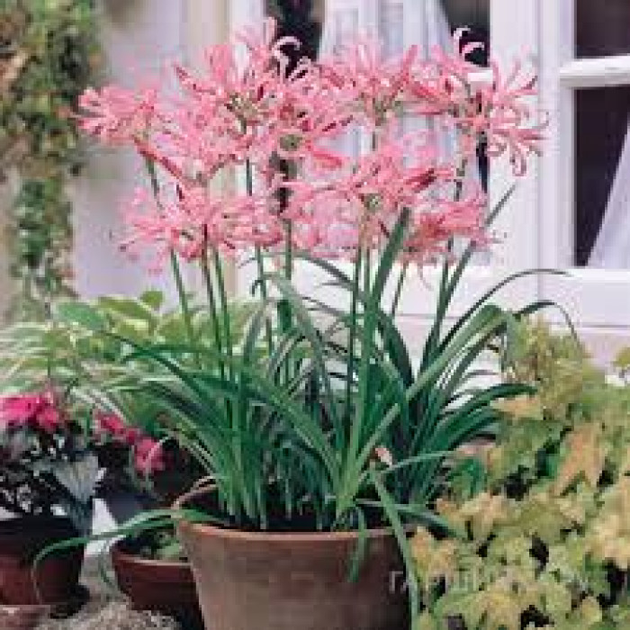 Нерине в Шалкаре