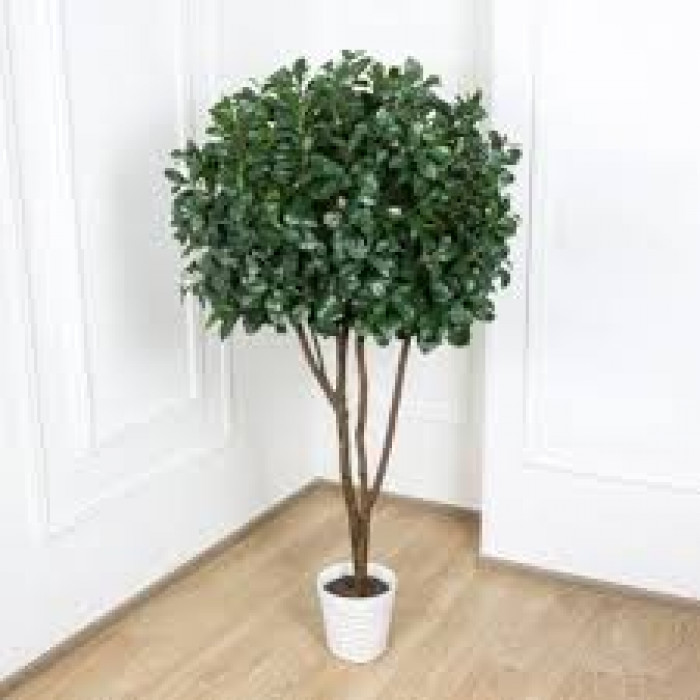 Рускус в Шалкаре