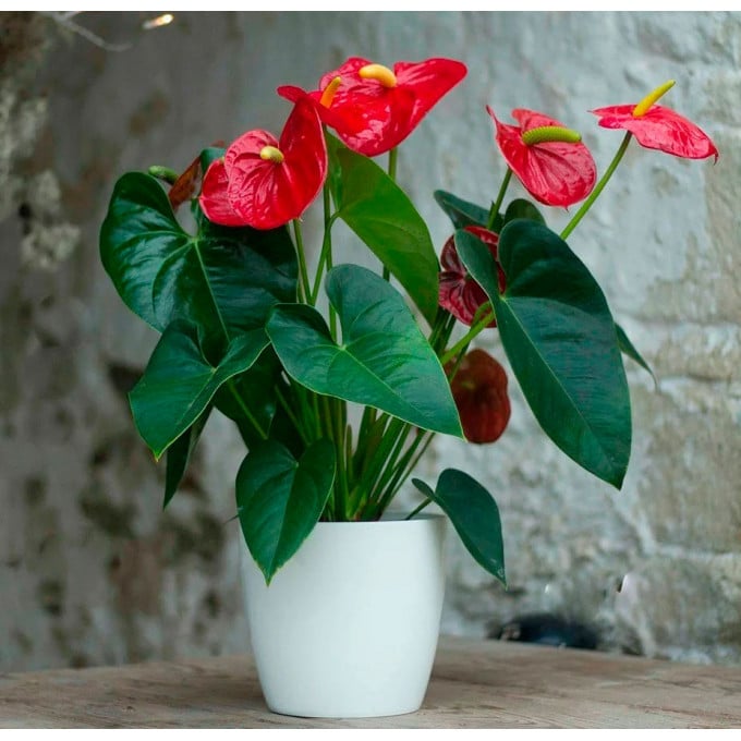 Антуриум Антуриум